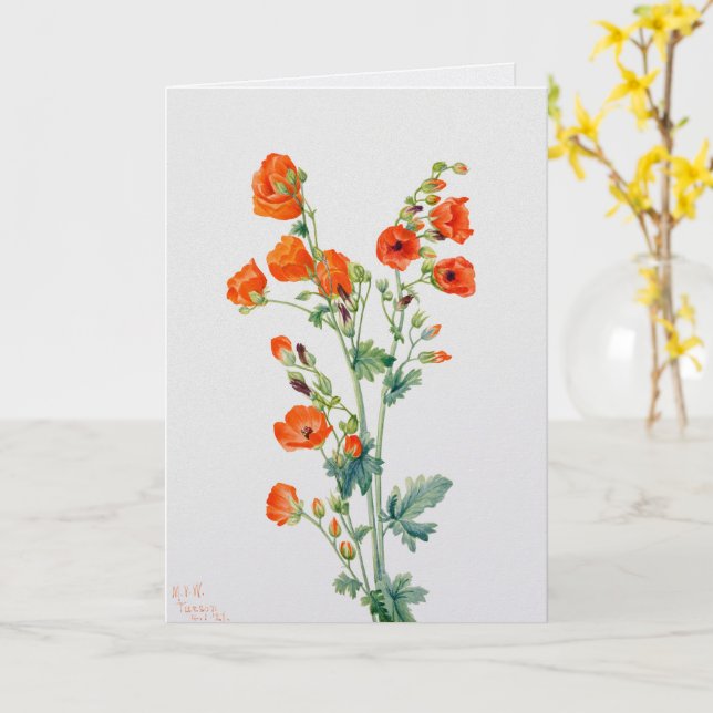 Vintage Desert Globemallow botanisk illustration Kort (Gul blomma)