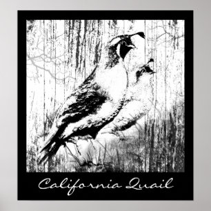 Vintage Design California Quail-fåglar Poster