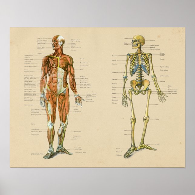 Vintage Diagram över humant muskelskel Skelton Ana Poster (Framsidan)