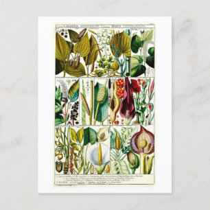 Vintage Diandria Blommigt Botanical Chart Vykort