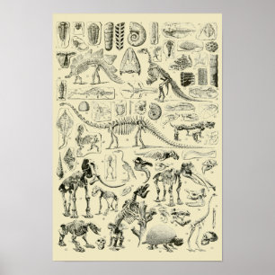 Vintage Dinosaur Bone Fossils Art Poster