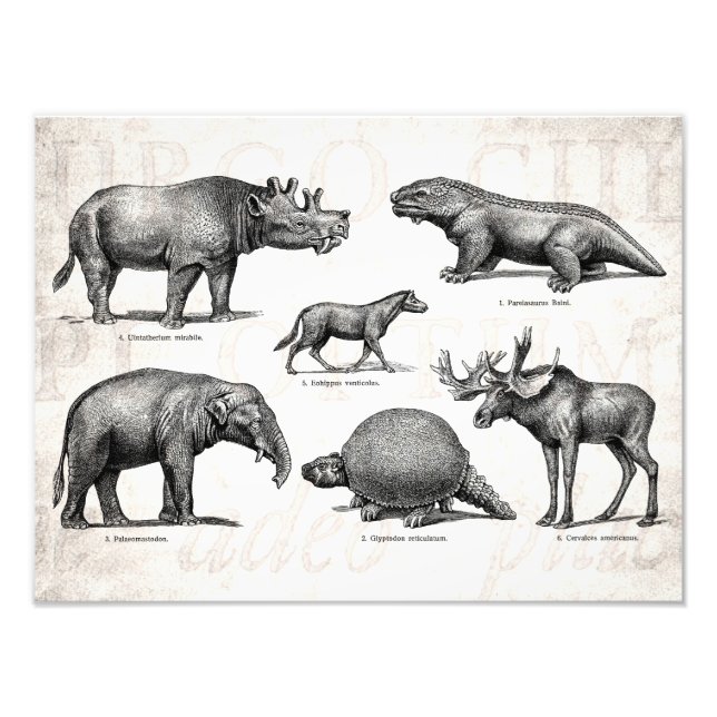 Vintage Dinosaur Old Illustration Retro Dinosaurs Fototryck (Framsidan)