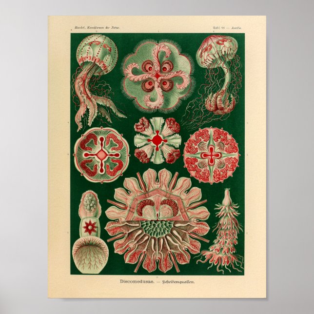 Vintage Discomedusae Färg Ernst Haeckel Art Skriv  Poster (Framsidan)