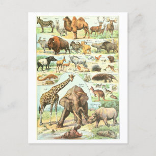 Vintage Djurcyklopedia Illustration vykort