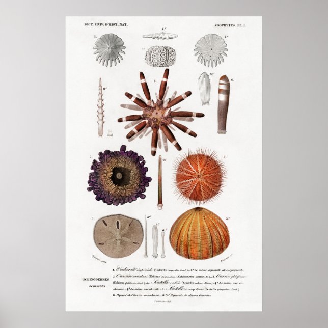Vintage djurillustration av havsurchiner poster (Framsidan)
