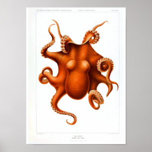 Vintage DjurPoster - Octopus Poster