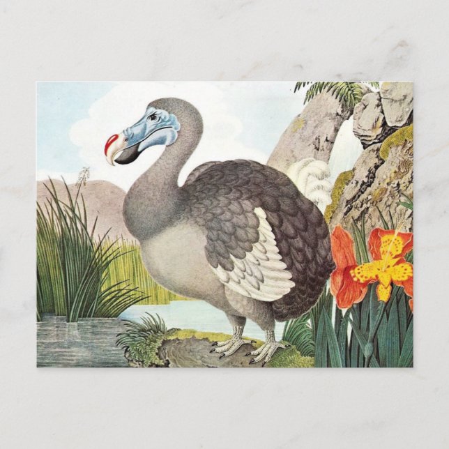 Vintage Dodo Bird Art Vykort (Framsida)