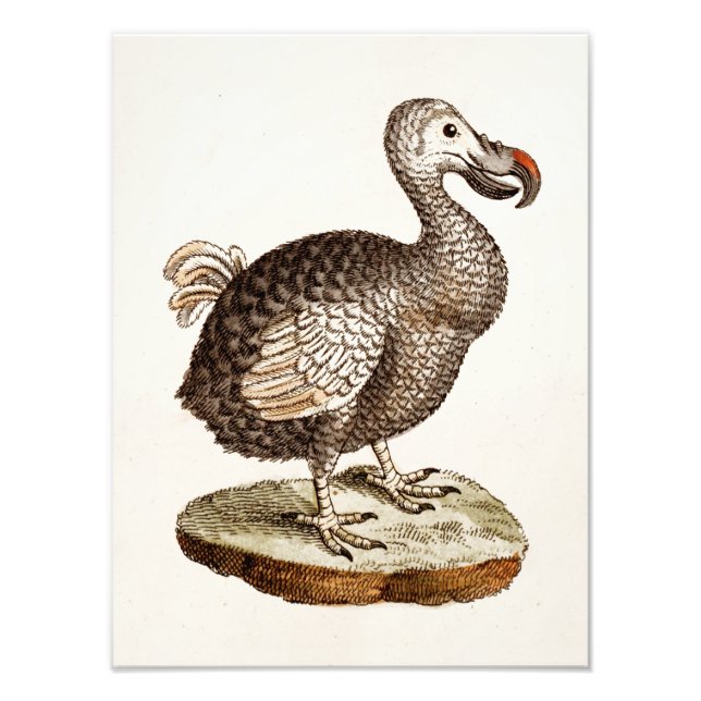 Vintage Dodo Bird Illustration 1700s Dodo Birds Fototryck (Framsidan)