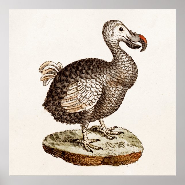 Vintage Dodo Bird Illustration 1700s Dodo Birds Poster (Framsidan)