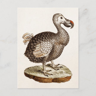 Vintage Dodo Bird Illustration 1700s Dodo Birds Vykort