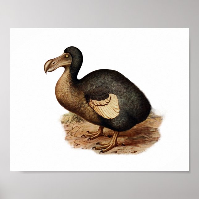 Vintage Dodo Bird Illustration Poster (Framsidan)