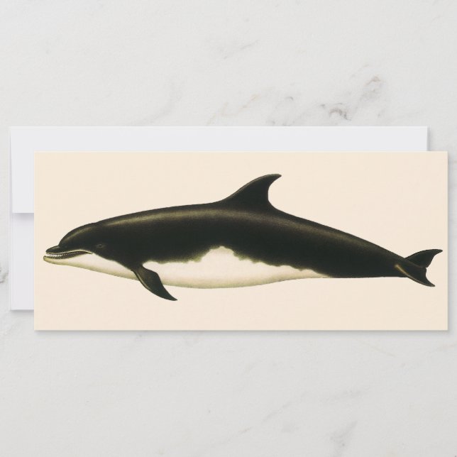 Vintage Dolphins Delphinus Tursio, marina däggdjur (Framsida)
