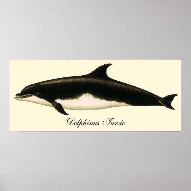 Vintage Dolphins Delphinus Tursio, marina däggdjur Poster (Framsidan)