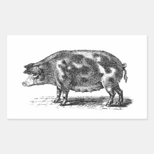 Vintage Domestic Hog Illustration - 1800:s Gris Rektangulärt Klistermärke