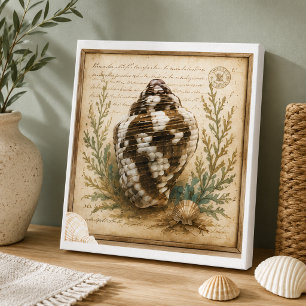 Vintage Dove Shell botanisk illustration kust  Canvastryck