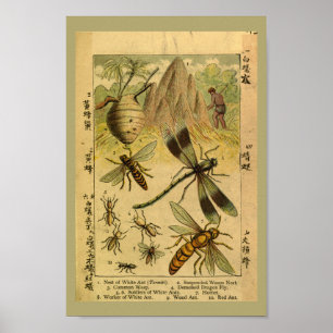 Vintage Dragon Fly Insekter Natural History Skriv Poster