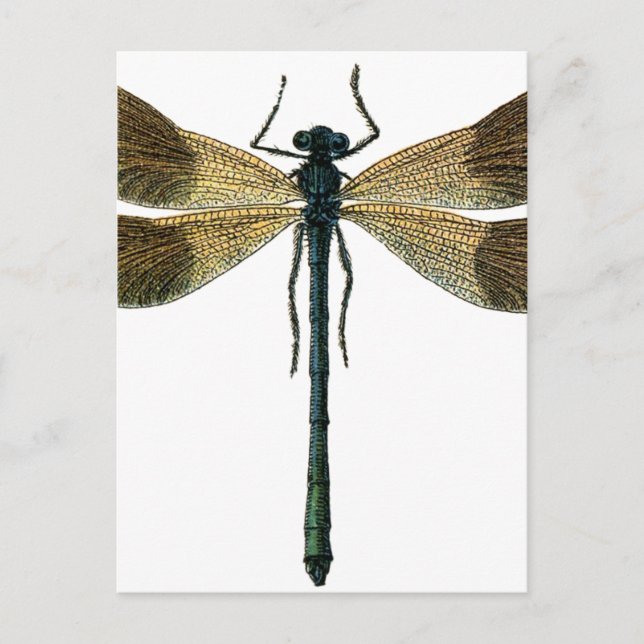 Vintage Dragonfly Vykort (Framsida)