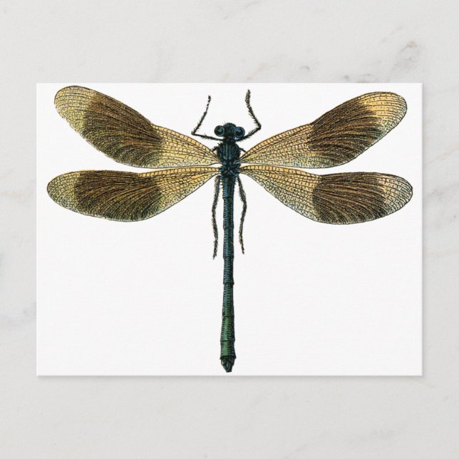 Vintage Dragonfly Vykort (Framsida)