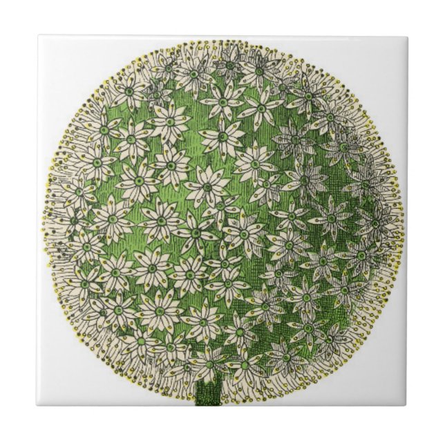 Vintage Dreams - Dandelion Kakelplatta (Framsidan)