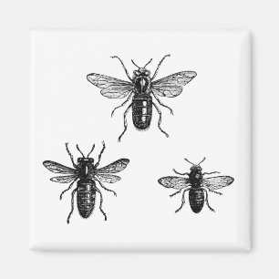 Vintage Drottningbi & Arbetarbina Illustration Magnet