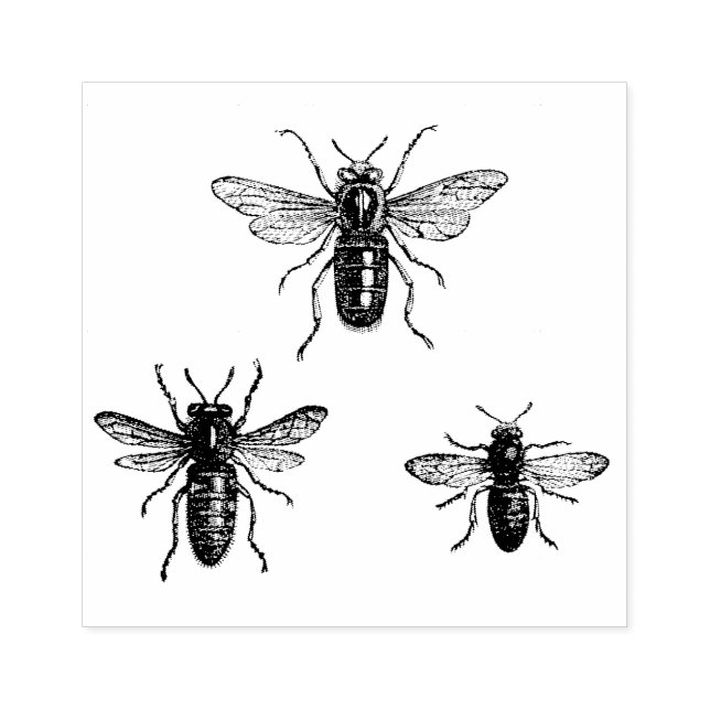 Vintage Drottningbi & Arbetarbina Illustration Stämpel (Tryck)