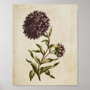 Vintage Dubbla för botanisk Blommigt Aster Print Poster