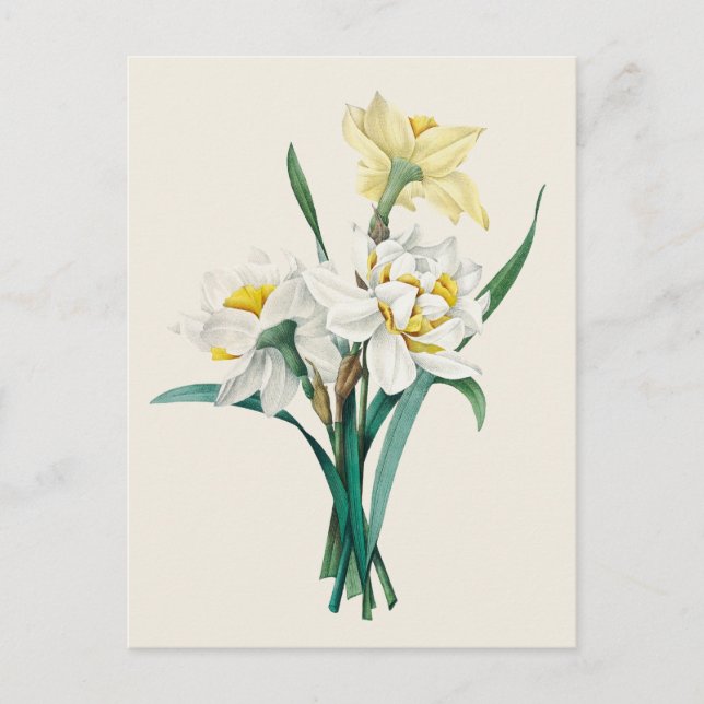 Vintage Dubbla Narcissus Botanical Illustration Vykort (Framsida)