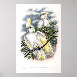 Vintage Ducorps's Kakadua av John Gould Poster