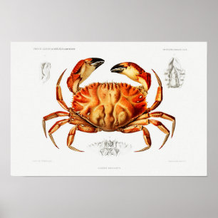 Vintage Dungeness Crab Illustration Poster
