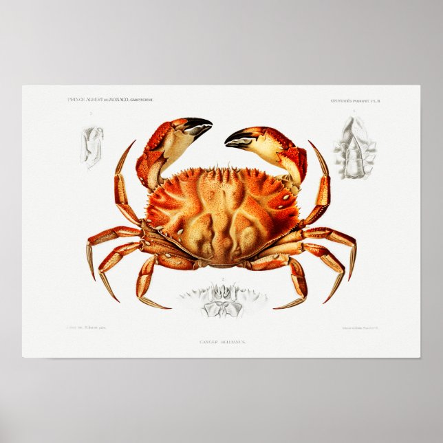 Vintage Dungeness Crab Illustration Poster (Framsidan)