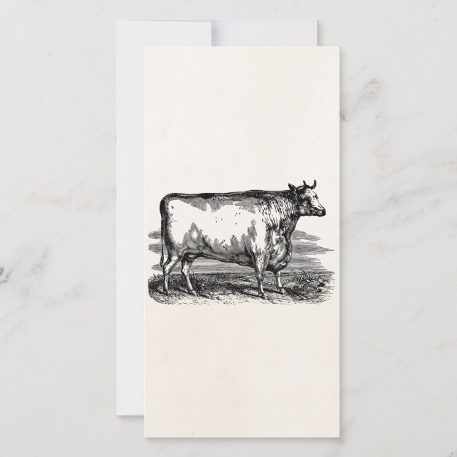 Vintage Durham Cow Bull Personlig Illustration (Framsida)