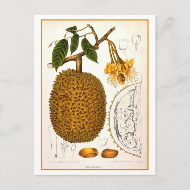 Vintage Durian Botanical Illustration Vykort (Framsida)