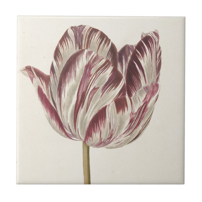 Vintage Dutch Art: White and Red Tulip Kakelplatta (Framsidan)