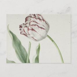 Vintage Dutch Art: White and Red Tulip Postcard Vykort