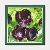 Vintage Dutch Lila Grönt Black Tulips Photo