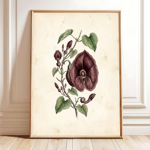 Vintage Dutchman's Pipe Galleri Väggkonsttryck Poster
