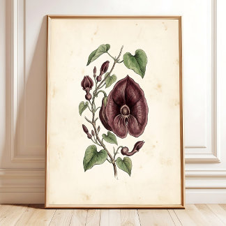 Vintage Dutchman's Pipe Galleri Väggkonsttryck Poster