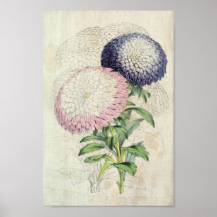 Vintage Dwarf Chrysanthemum Flowered Asters Poster
