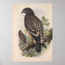 Vintage Eagle Bird