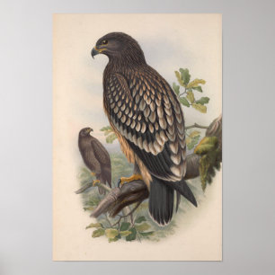 Vintage Eagle Bird Poster