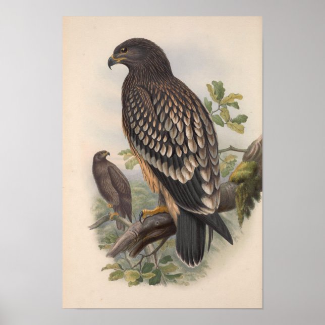 Vintage Eagle Bird Poster (Framsidan)