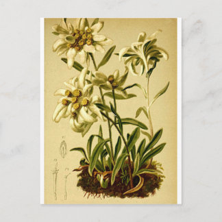 Vintage Edelweiss Vykort