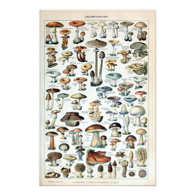 Vintage Edible Mushroom Diagram Fotoutvidgning Fototryck (Framsidan)