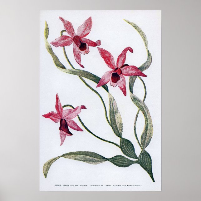 Vintage Edwardian Orchid Poster (Framsidan)