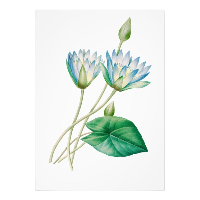 Vintage Egyptian Lotus Flower Photo EnUtvidgning Fototryck (Framsidan)