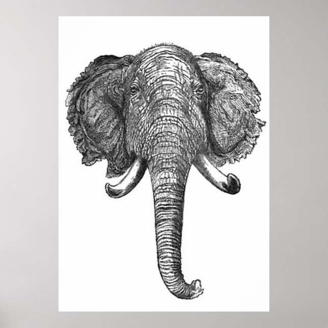 Vintage Elephant Head Illustration (1872) Poster (Framsidan)