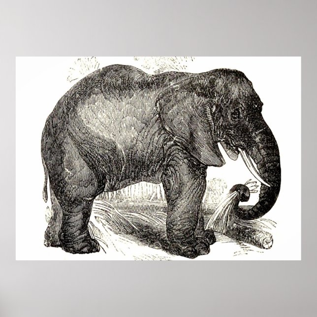 Vintage Elephant Illustration (1891) Poster (Framsidan)