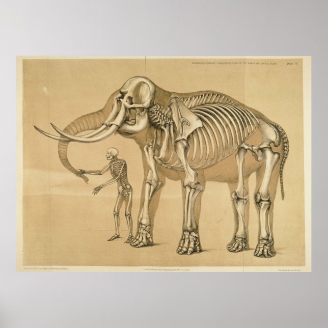 Vintage Elephant och Human Skeleton Illustration Poster (Framsidan)