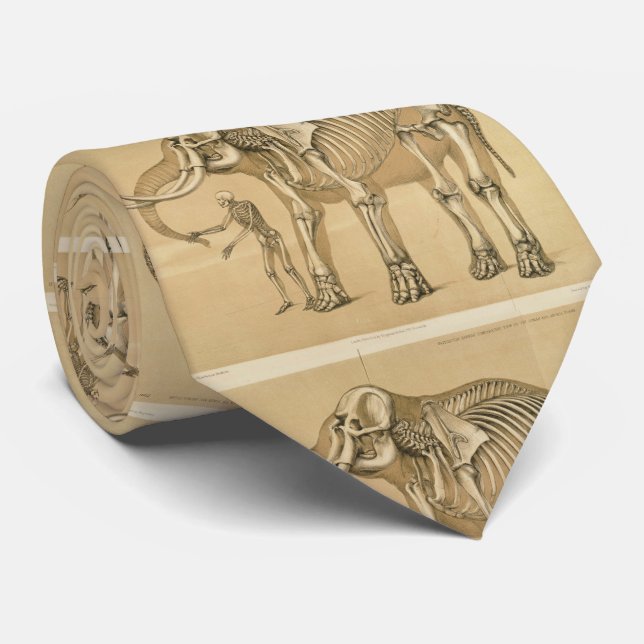 Vintage Elephant och Human Skeleton Illustration Slips (Rullad)