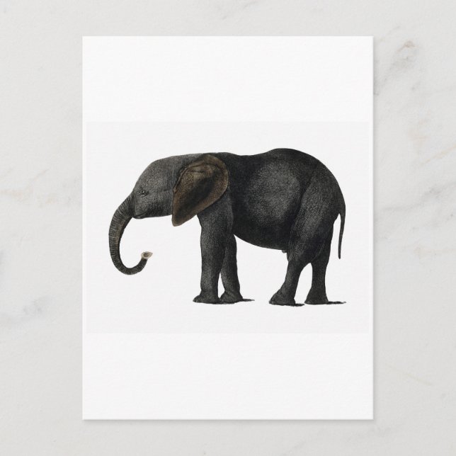 VINTAGE ELEPHANT POSTCARD VYKORT (Framsida)